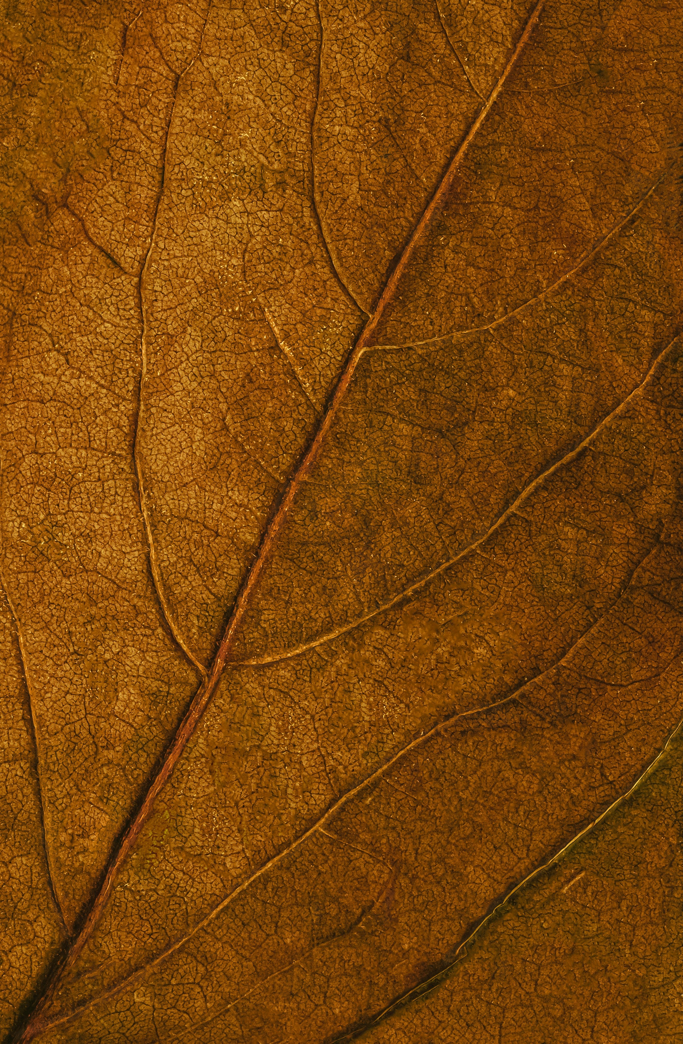 Tobacco collection — close-up of a warm golden-brown cured leaf